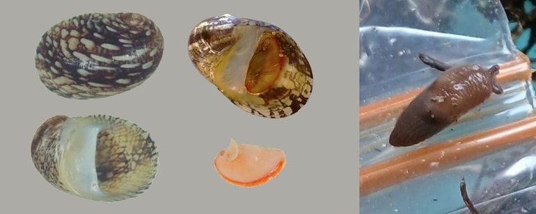 Ook nieuw voor Marker Wadden, links: Zoetwaterneriet (Theodoxus fluviatilis - exemplaren van elders; in de mond en midden onder: oranje afsluitplaatje); rechts: Kleine akkerslak (Deroceras laeve) op zakje