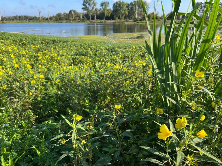 Waterteunisbloem bij de Huyskensplas