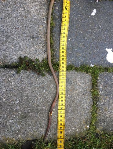 Meten is weten: de regenworm uit Zeewolde is 41 centimeter lang