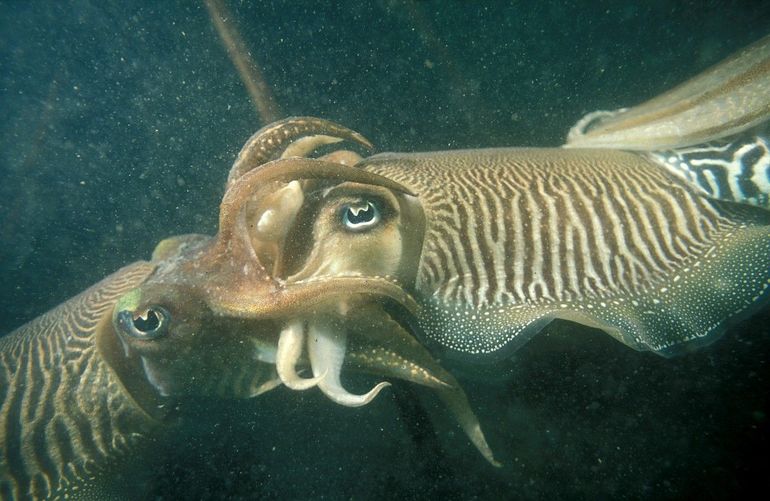 Tijdens de daad houden zeekatten elkaar stevig in hun armen, die rond hun kop zitten. Zeekatten behoren dan ook, net als andere inktvissen, tot de koppotigen (Cephalopoda)
