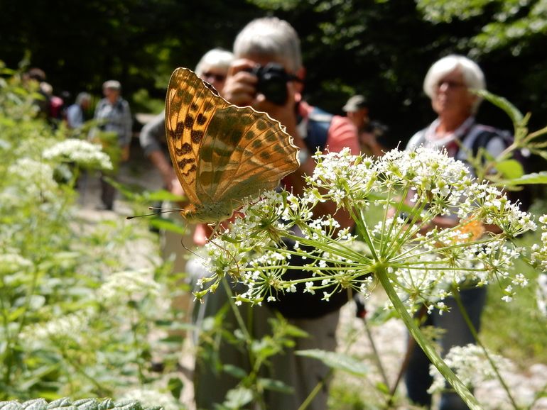Naast veel info over herkenning van vlinders en libellen is er ook aandacht voor vlinderreizen