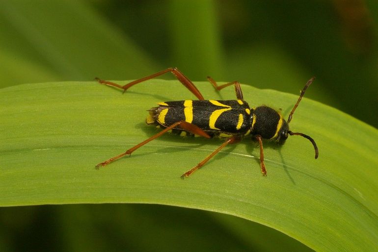 Natuurlijke vijanden als insectenetende vogels moeten even twee keer kijken naar een kleine wespenboktor