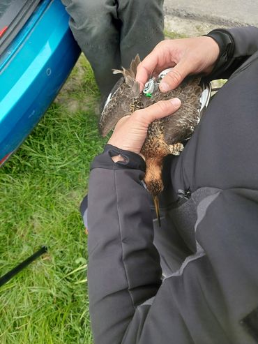 Benno wordt voorzien van een zender