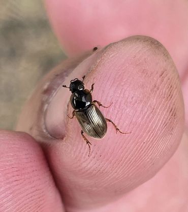 Aphodius contaminatus op vinger