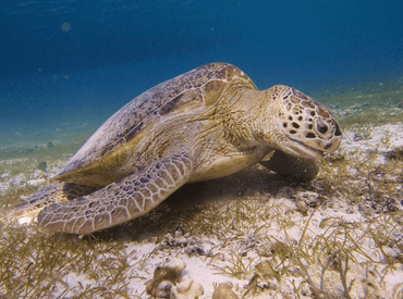 Grazende zeeschildpad