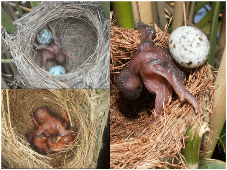 Een koekoeksjong werkt de eitjes van de waardvogel, in dit geval de grote karekiet, uit het nest