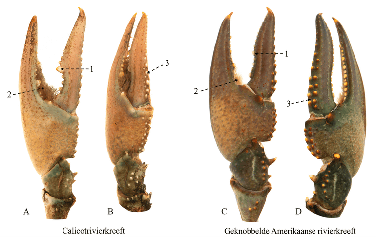 Verschillen tussen de scharen van een mannelijke calicotrivierkreeft (links) en een mannelijke geknobbelde Amerikaanse rivierkreeft (rechts). (A) zijaanzicht van een schaar van een calicotrivierkreeft met een uitgesproken knobbel in het midden van de dactylus (beweegbare vinger) die doet denken aan een haak (1) en veel beharing aan de binnenkant van de schaar (2). (B) bovenaanzicht van een schaar van een calicotrivierkreeft met een enkele rij grote knobbels op de dactylus (beweegbare vinger) van de schaar (3). (C) zijaanzicht van een schaar van een geknobbelde Amerikaanse rivierkreeft zonder uitgesproken knobbel in het midden van de beweegbare vinger (1) en minimale beharing aan de binnenkant van de schaar (2). (D) bovenaanzicht van een schaar van geknobbelde Amerikaanse rivierkreeft met twee rijen grote knobbels op de dactylus (3)