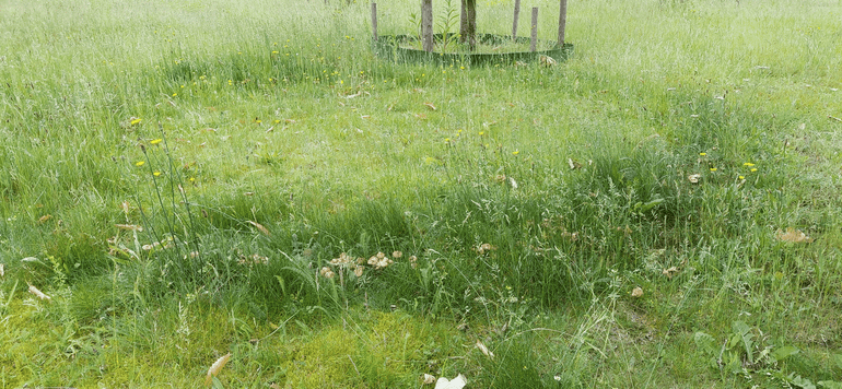 De Weidekringzwam, staand in een cirkel van weelderig groeiende grassen en kruiden