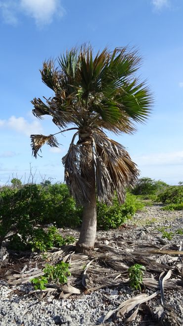 De ernstig bedreigde Bonaire palm