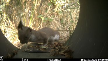 Wezel op cameravalbeeld