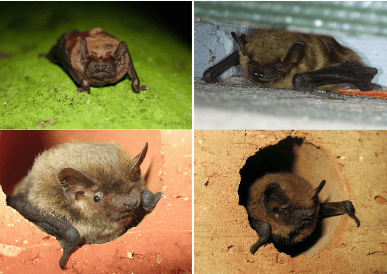 De doelsoorten van NEM-VTT: rosse vleermuis (linksboven), laatvlieger (rechtsboven), ruige dwergvleermuis (linksonder) en gewone dwergvleermuis (rechtsonder)