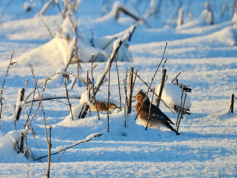 Veldleeuwerik in de winter