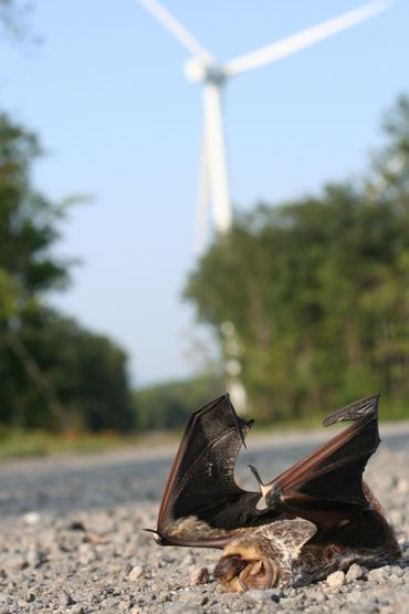 A dead hoary bat next to a wind turbine