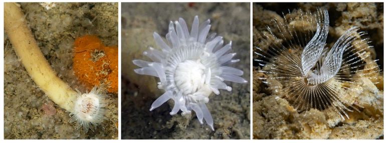 Links en midden 'zielig treurende' exemplaren van de Viltkokeranemoon. Rechts de sterk toegenomen Zandkokerworm met hoefijzervormige lofofoor – deze kan ook oranjerood zijn