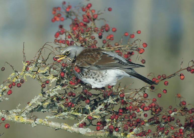 Kramsvogel op meidoorn