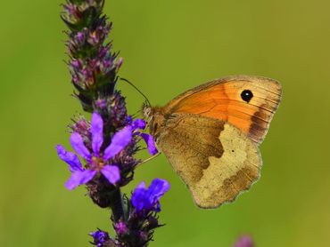 Tijdens SNL-monitoring tel je soms tientallen bruin zandoogjes op een perceel