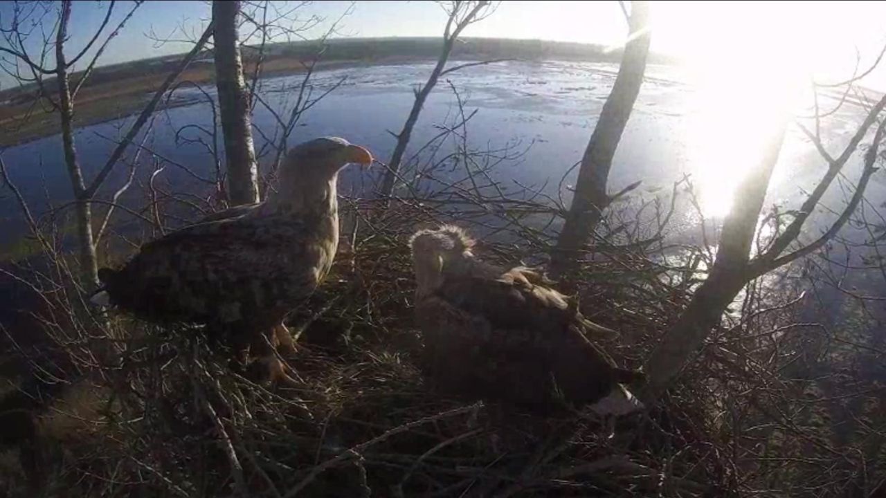 Klussen In De Zon Vogelbescherming