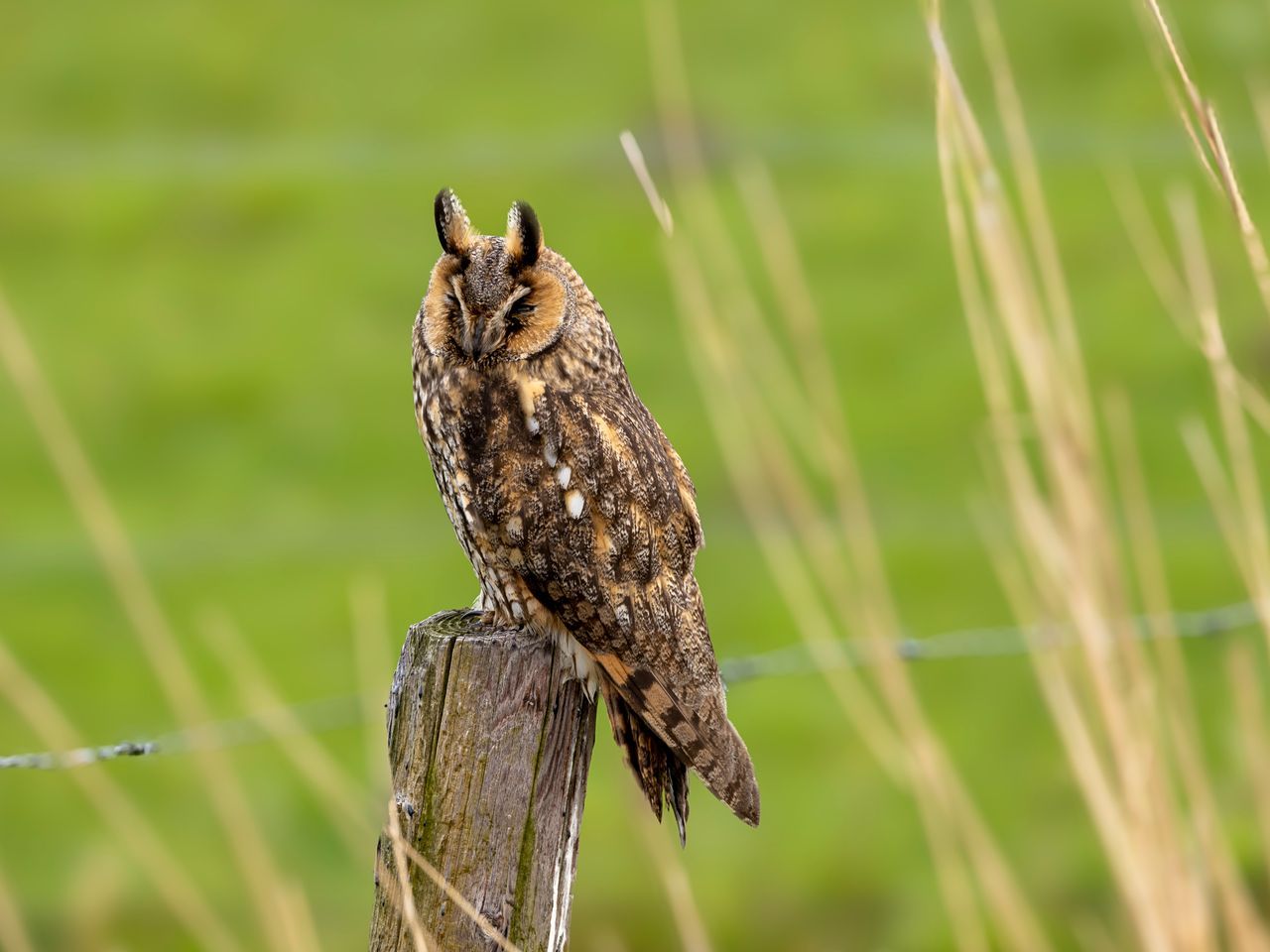 Genieten Van De Vroege Ochtend Zon Vogelbescherming