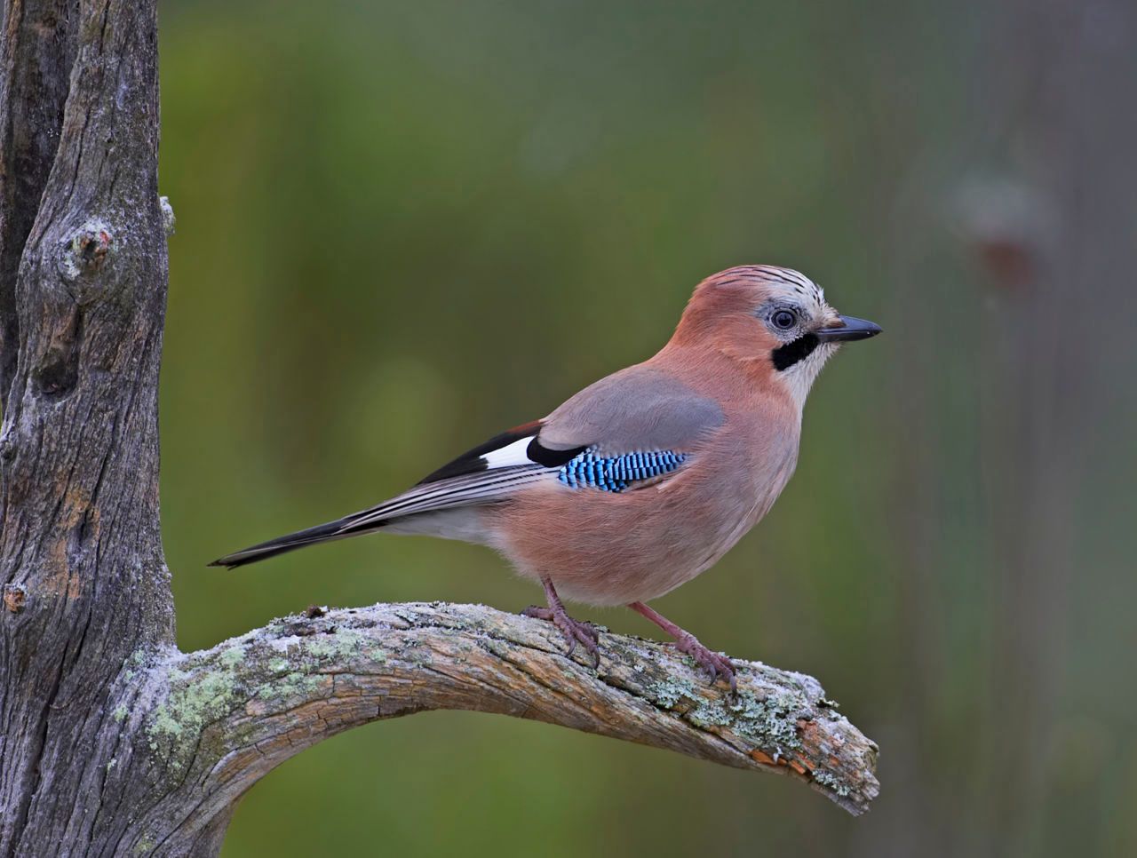 Gaai Vogelbescherming