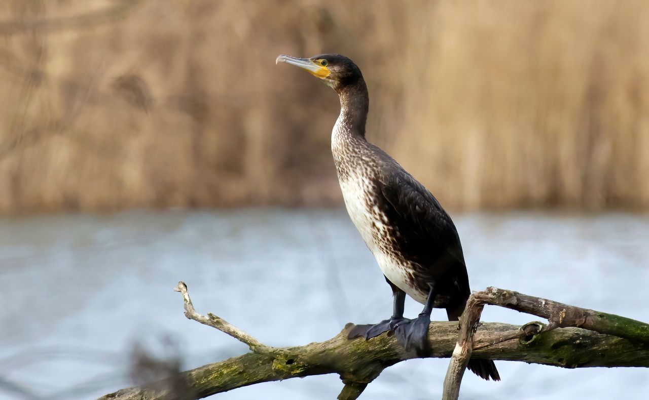 Opdrogen In De Zon Vogelbescherming