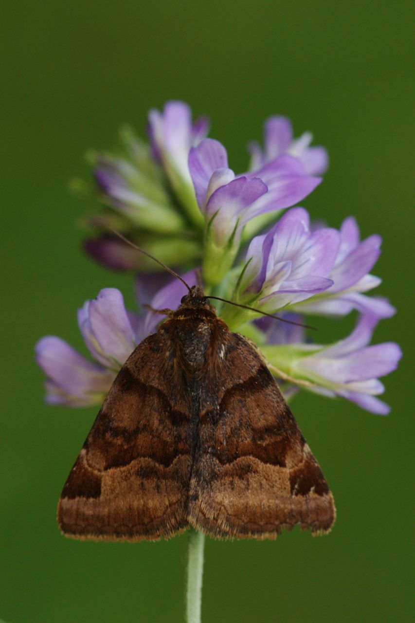 De Vlinderstichting Vlinder Bruine Daguil Euclidia Glyphica Foto