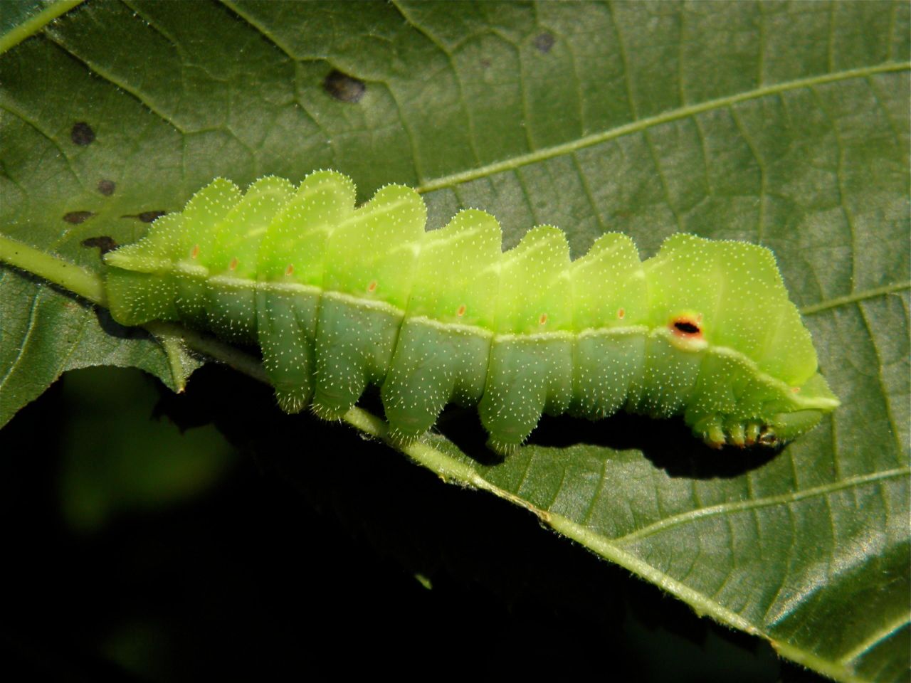 De Vlinderstichting Vlinder Tauvlinder Aglia Tau Foto S Rups