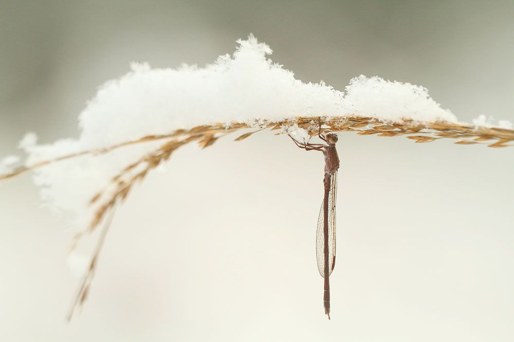 De Vlinderstichting Libel Noordse Winterjuffer Sympecma Paedisca