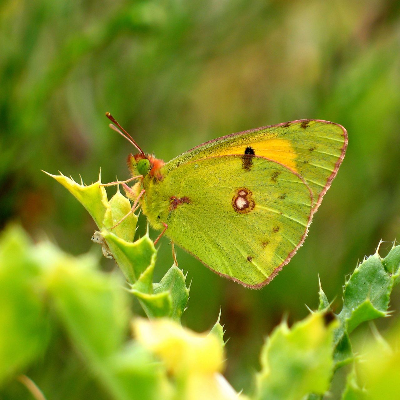 De Vlinderstichting Vlinder Oranje Luzernevlinder Colias Crocea