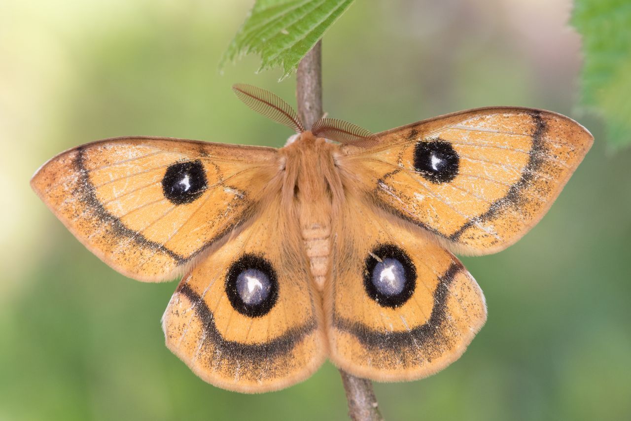 De Vlinderstichting Vlinder Tauvlinder Aglia Tau Foto S Imago