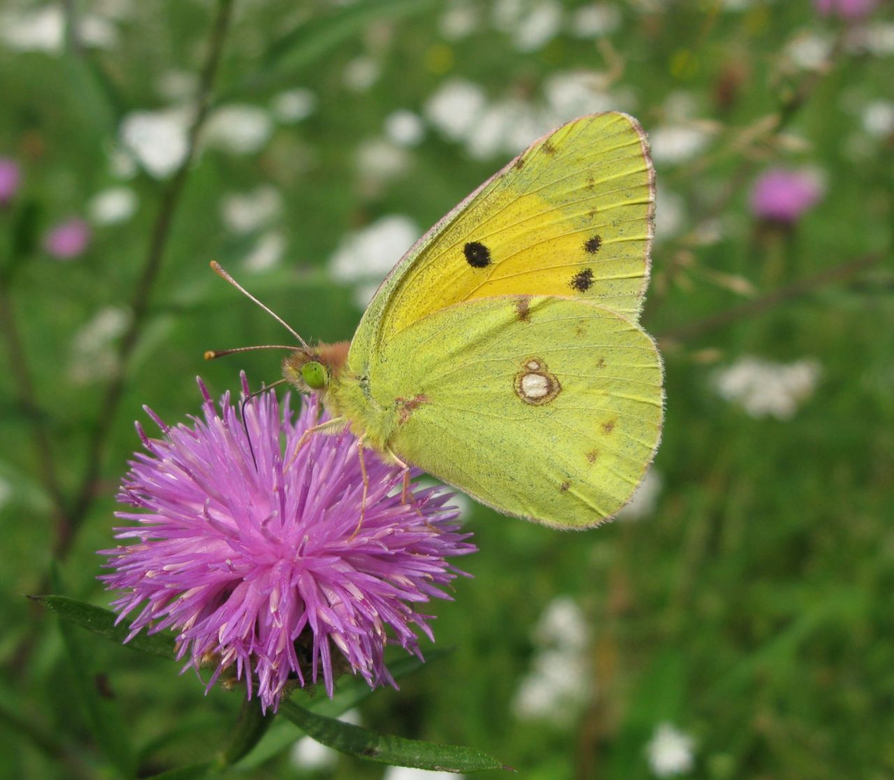 De Vlinderstichting Vlinder Oranje Luzernevlinder Colias Crocea