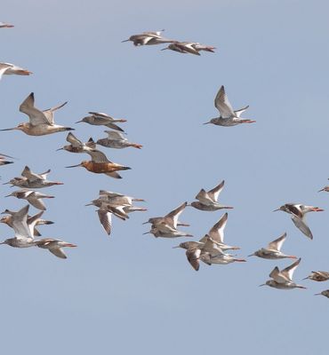 Op de foto trekvogels in het waddengebied