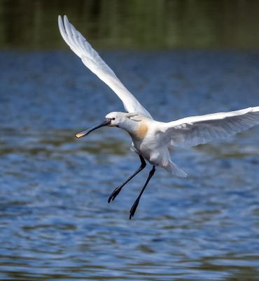 Op de foto een lepelaar in de lucht