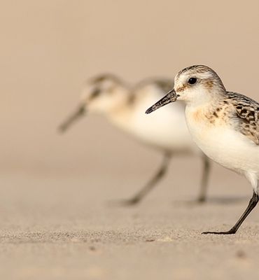 Drieteenstrandloper / Shutterstock