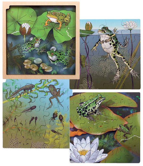 Life cycle puzzel Kikker