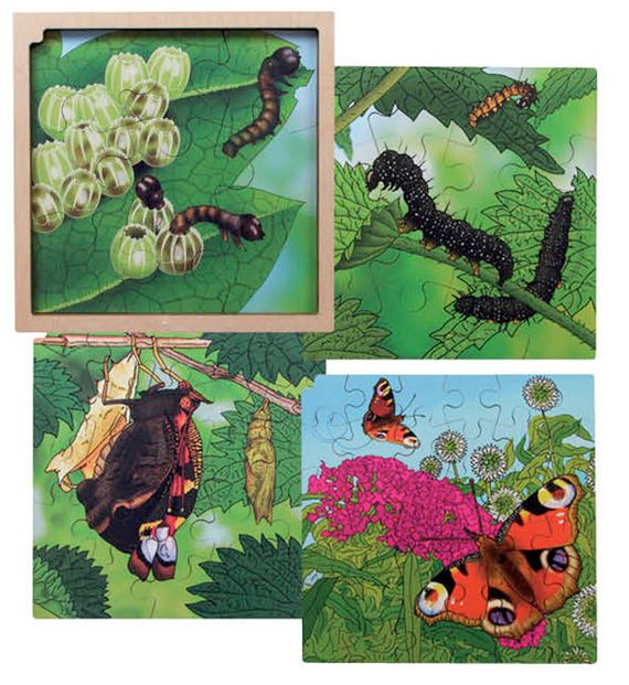 Life cycle puzzel Vlinder