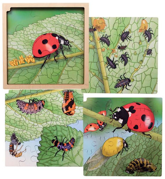 Life cycle puzzel OLH-beestje