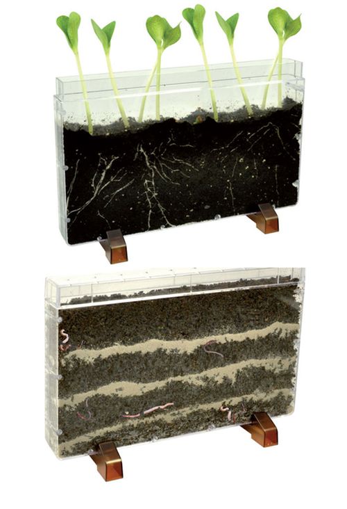 Wortelkast /wormfarm