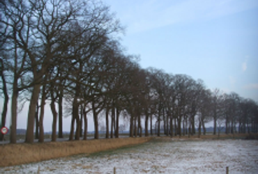 Kap bomen, Dalfsen