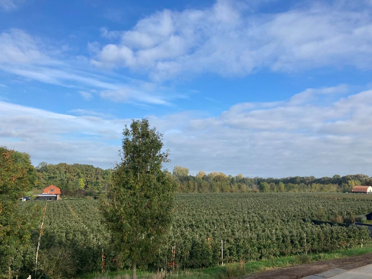 Heemschut Gelderland: Laat beschermd dorpsgezicht Neerijnen onbebouwd!