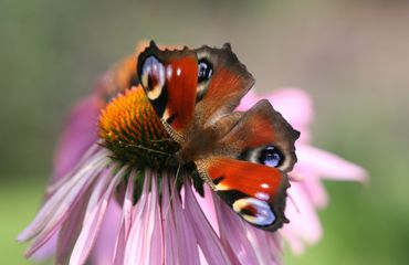 Dagpauwoog op zonnehoed