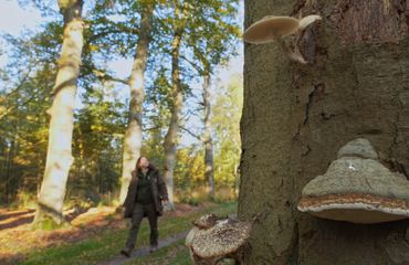 Anja Koning in herfstbos