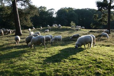Wandelen met de boswachter, thema: door bos en hei, Warnsborn - grafheuvel - schapen