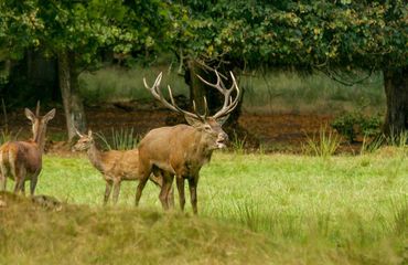 Wandelen met de boswachter, thema: hertenbronst