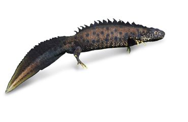 kamsalamander