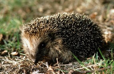 egel