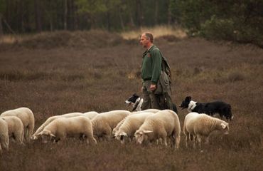 Wandelen met de boswachter, thema: op bezoek bij de schaapsherder, Loenermark
