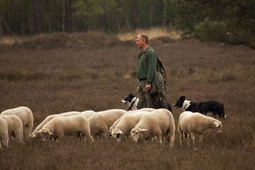 Wandelen met de boswachter, thema: op bezoek bij de schaapsherder, Loenermark