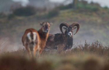 Wandelen met de boswachter, thema: Moeflonexpeditie Wekeromse Zand