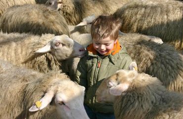 Lammetjesdag - jongen tussen de schapen