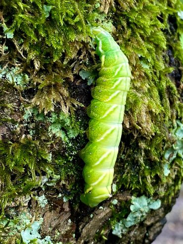 Deze erg grote, groene rups is van de gevlamde vlinder. Deze nachtvlinder is zeldzaam en de rupsen worden niet vaak gemeld